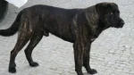 Tangkhul Hui Dog photo
