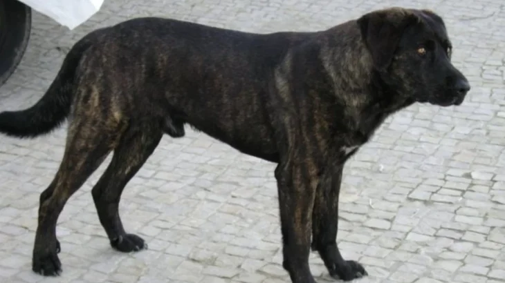 Tangkhul Hui Dog photo
