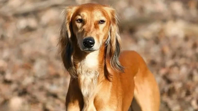 Tasy Dog photo