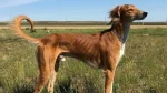 Tasy Dog photo