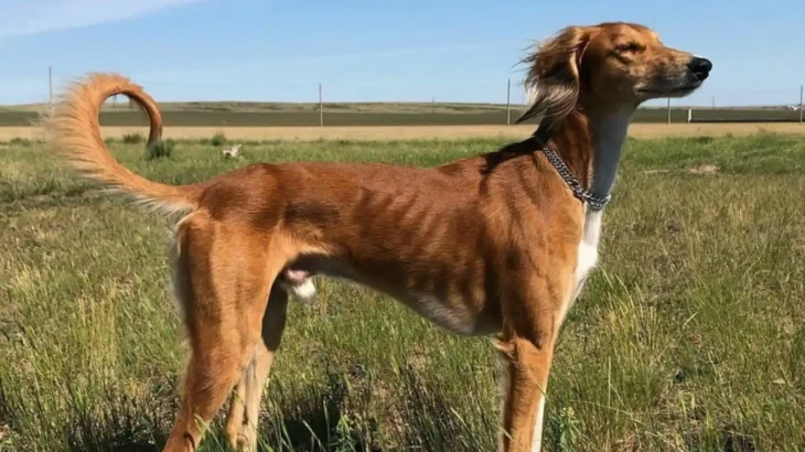 Tasy Dog photo