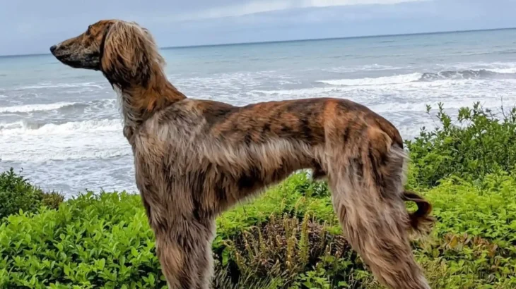Tasy Dog photo