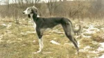 Tasy Dog photo