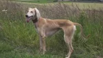 Tasy Dog photo