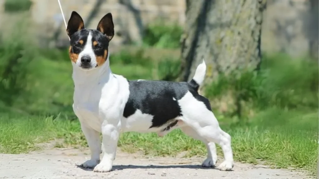 Teddy Roosevelt Terrier Dog photo