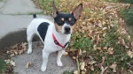 Teddy Roosevelt Terrier Dog photo