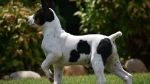 Teddy Roosevelt Terrier Dog photo