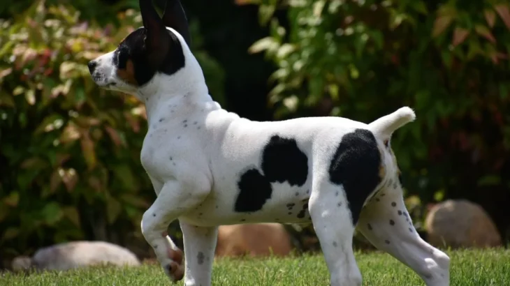 Teddy Roosevelt Terrier Dog photo