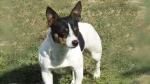 Teddy Roosevelt Terrier Dog photo