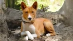 Telomian Dog photo