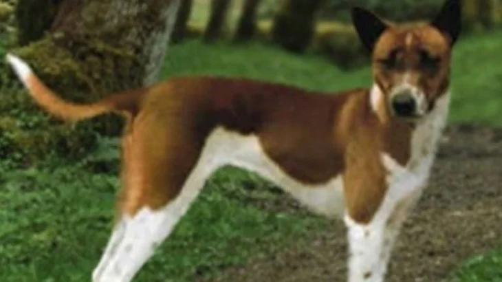 Telomian Dog photo