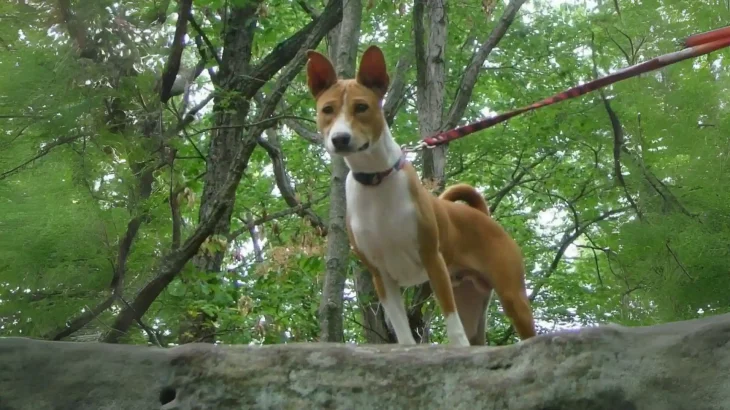 Telomian Dog photo