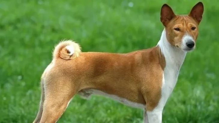 Telomian Dog photo