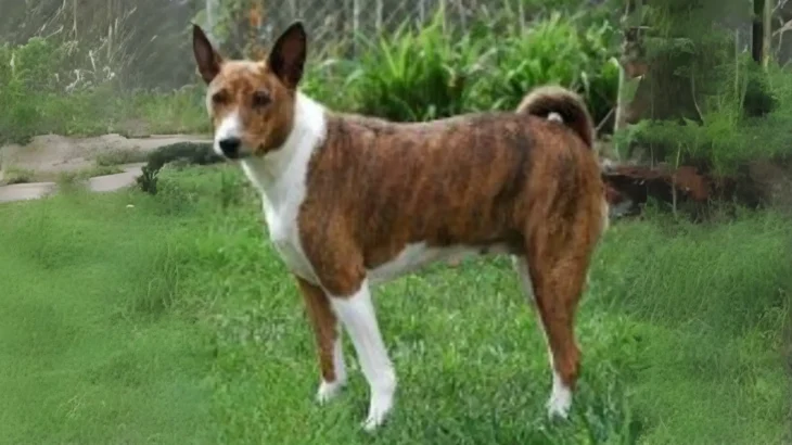 Telomian Dog photo