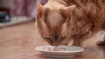 Tennessee Rex Cat photo