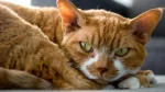 Tennessee Rex Cat photo