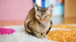 Tennessee Rex Cat photo