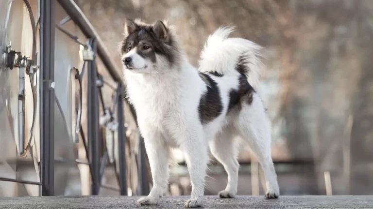 Perro Thai Bangkaew Dog photo