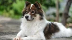 Perro Thai Bangkaew Dog photo