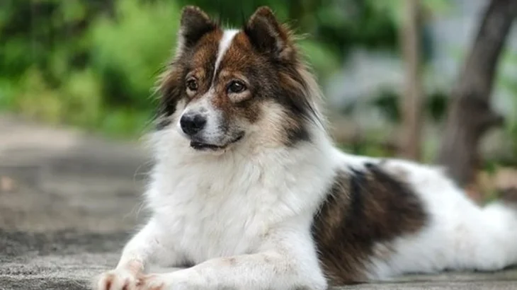 Perro Thai Bangkaew Dog photo