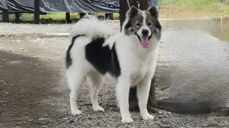 Perro Thai Bangkaew Dog photo