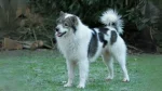 Perro Thai Bangkaew Dog photo