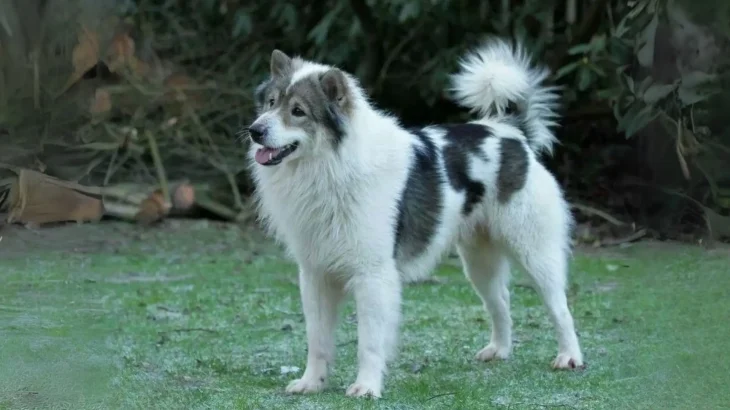 Perro Thai Bangkaew Dog photo