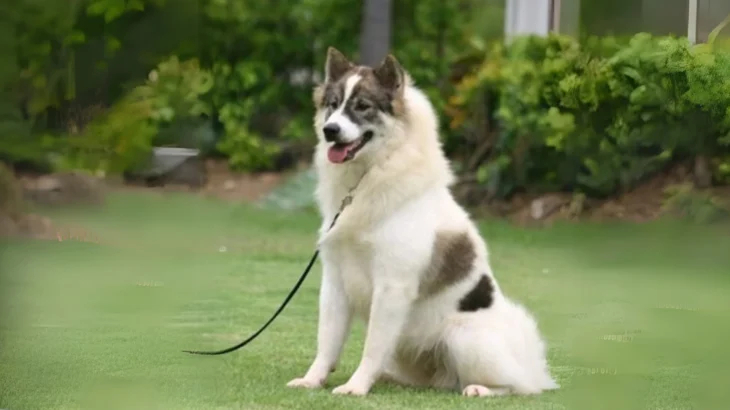 Perro Thai Bangkaew Dog photo