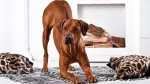 Thai Ridgeback Dog photo