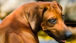 Thai Ridgeback Dog photo