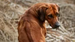 Thai Ridgeback Dog photo