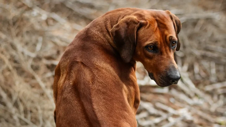 Thai Ridgeback Dog photo