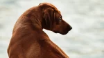 Thai Ridgeback Dog photo