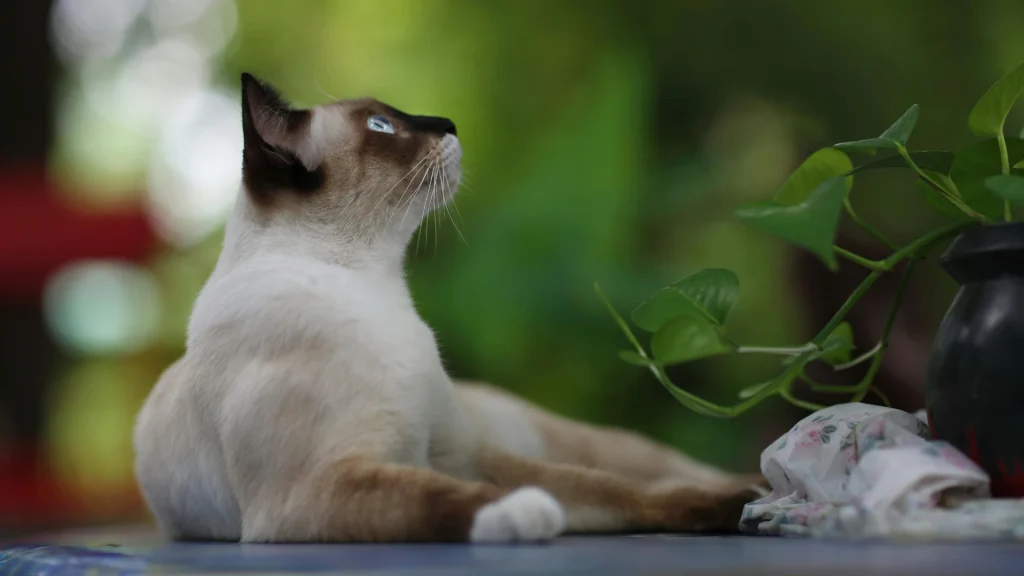 Thai Cat photo