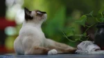 Thai Cat photo