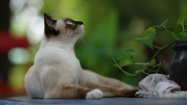 Thai Cat photo