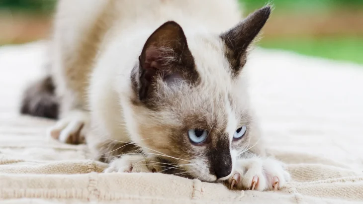 Thai Cat photo