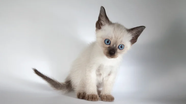 Thai Cat photo