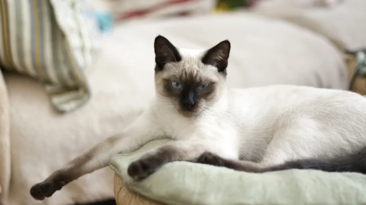 Thai Cat photo