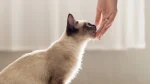 Thai Cat photo