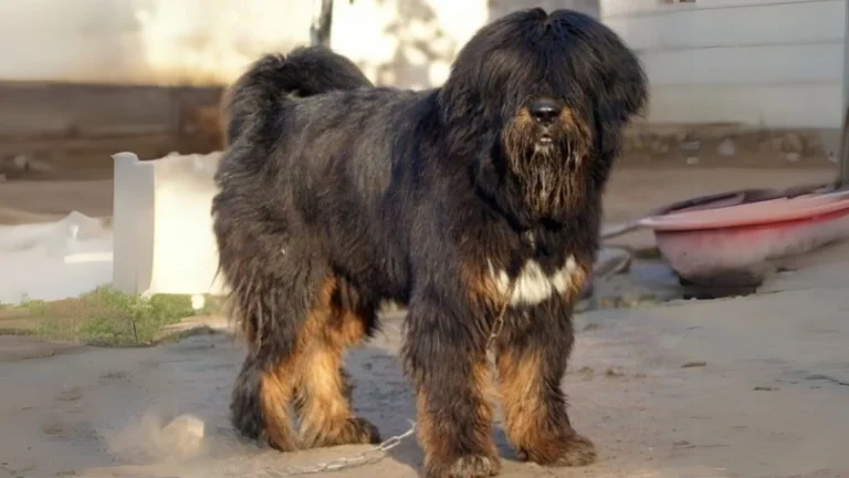Tibetan Kyi Apso Dog photo