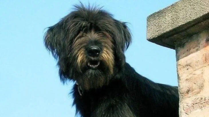 Tibetan Kyi Apso Dog photo