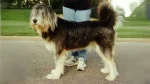 Tibetan Kyi Apso Dog photo