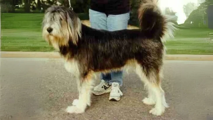 Tibetan Kyi Apso Dog photo