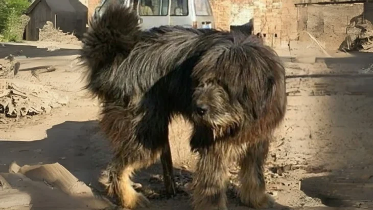 Tibetan Kyi Apso Dog photo