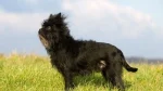 Tibetan Kyi Apso Dog photo