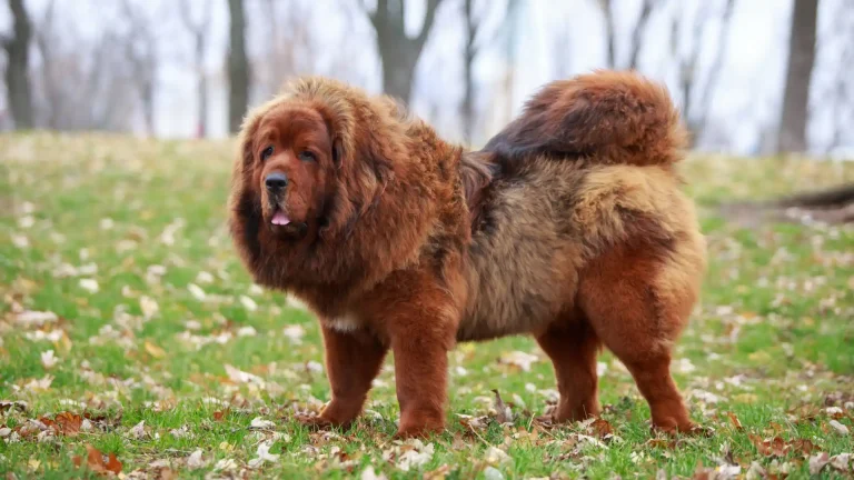 Tibetischer Mastiff Dog photo