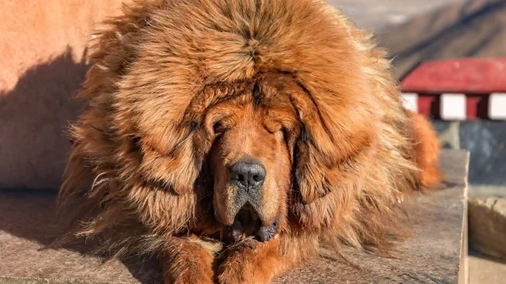 Tibetischer Mastiff Dog photo