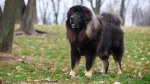 Tibetischer Mastiff Dog photo