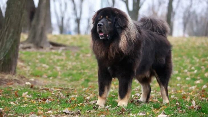 Tibetischer Mastiff Dog photo